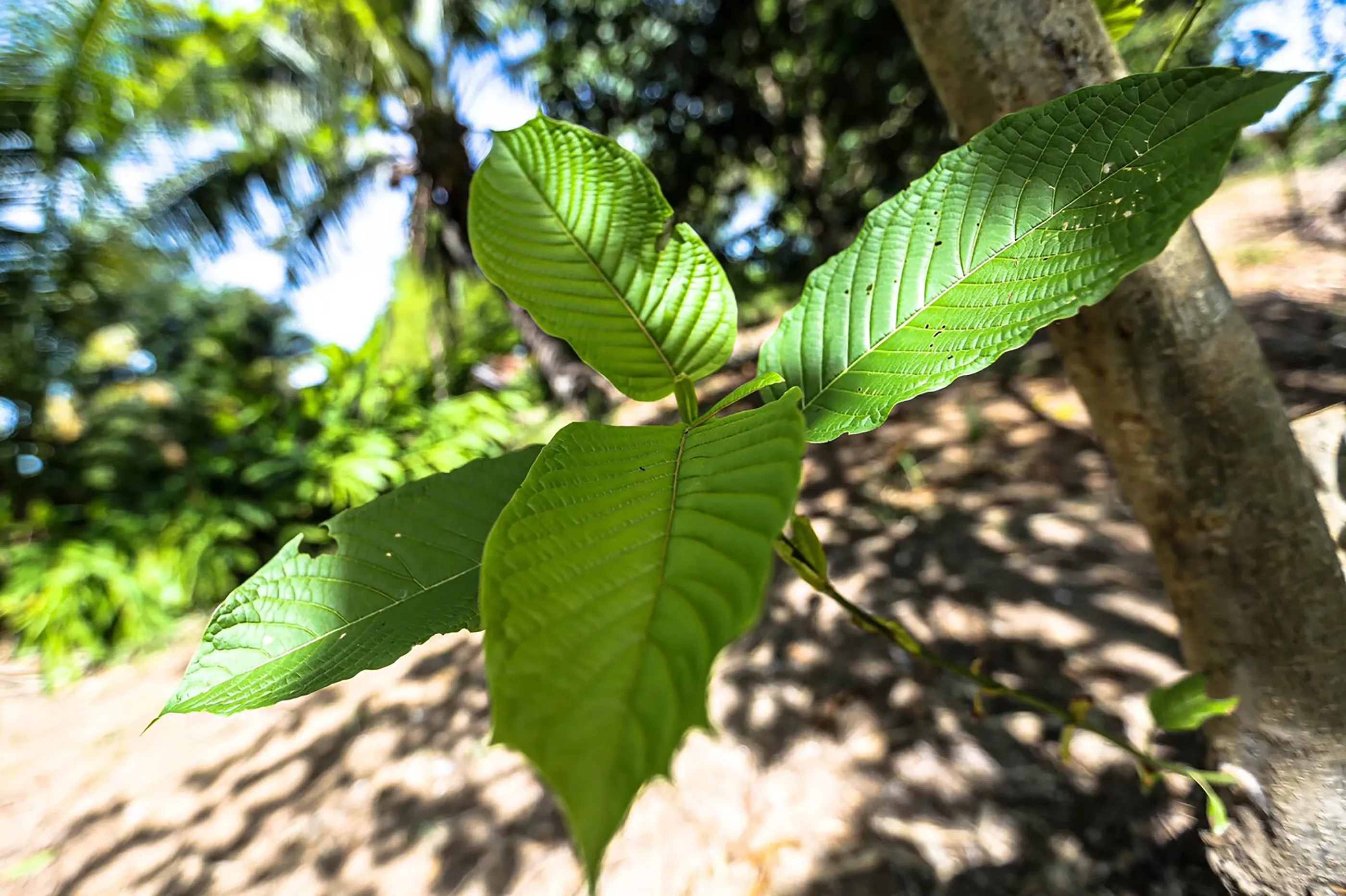 How to Buy Kratom Chiang Mai Without Hassle