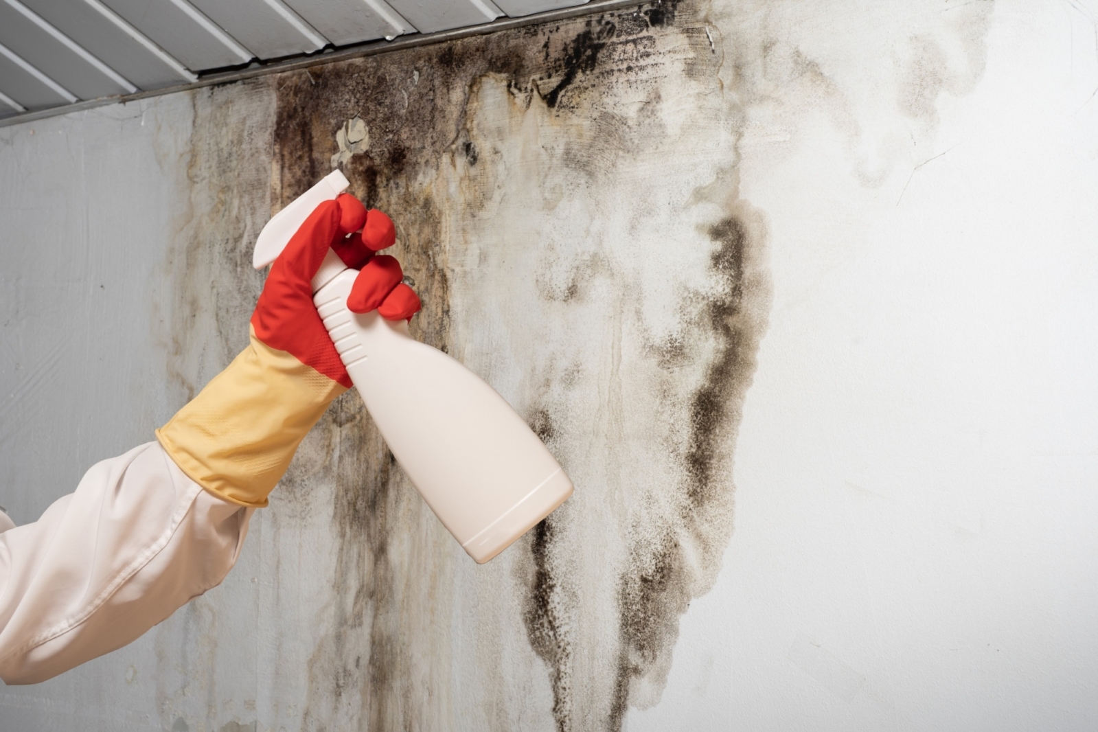 Reliable Cleaning Services – mold remediation sunset valley tx