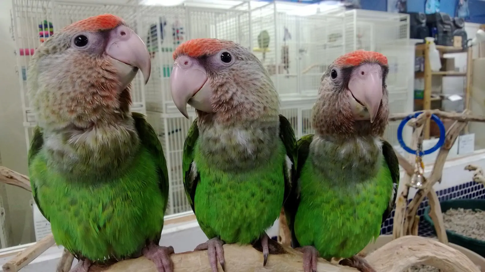 Cockatoo parrots – Trusted Breeder Amazing Birds Farm