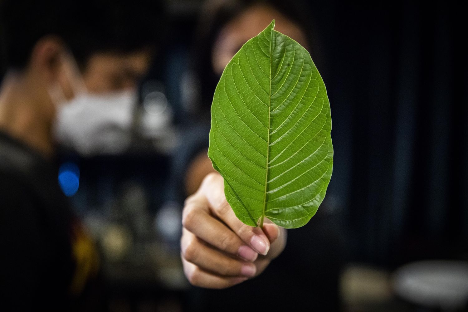Popup CNX – A Modern Kratom Cafe Chiang Mai Experience