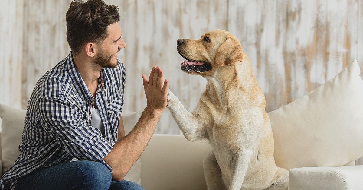 Vet Home Certs: Affordable and Fast Animal Health Certificates
