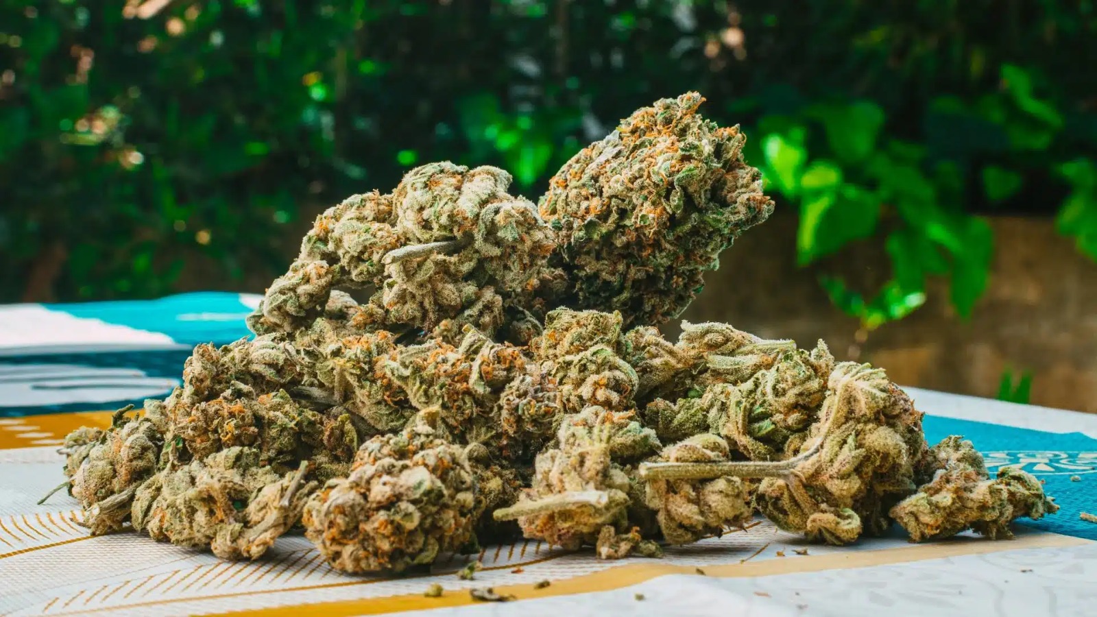 Weed Club Madrid – Relax at Weed Club Madrid with Clubs Cannabis Madrid