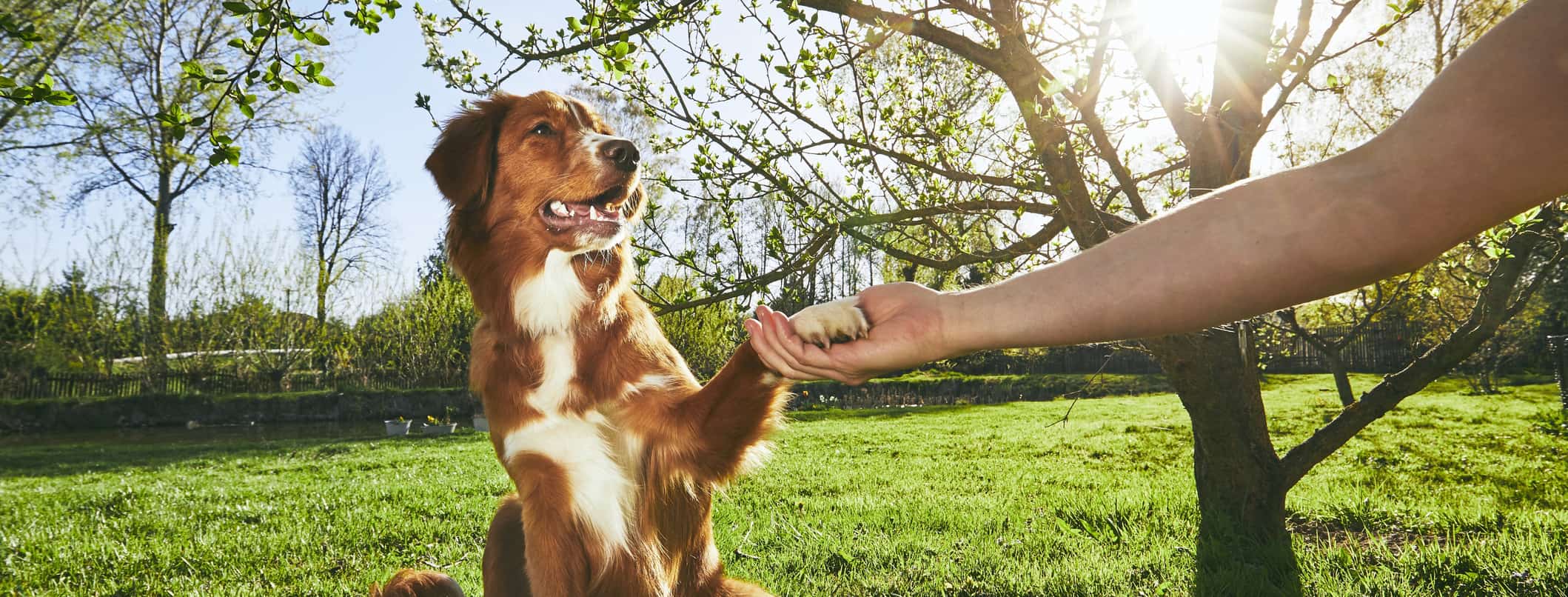 Structured Obedience Systems for Dogs That Work Fast