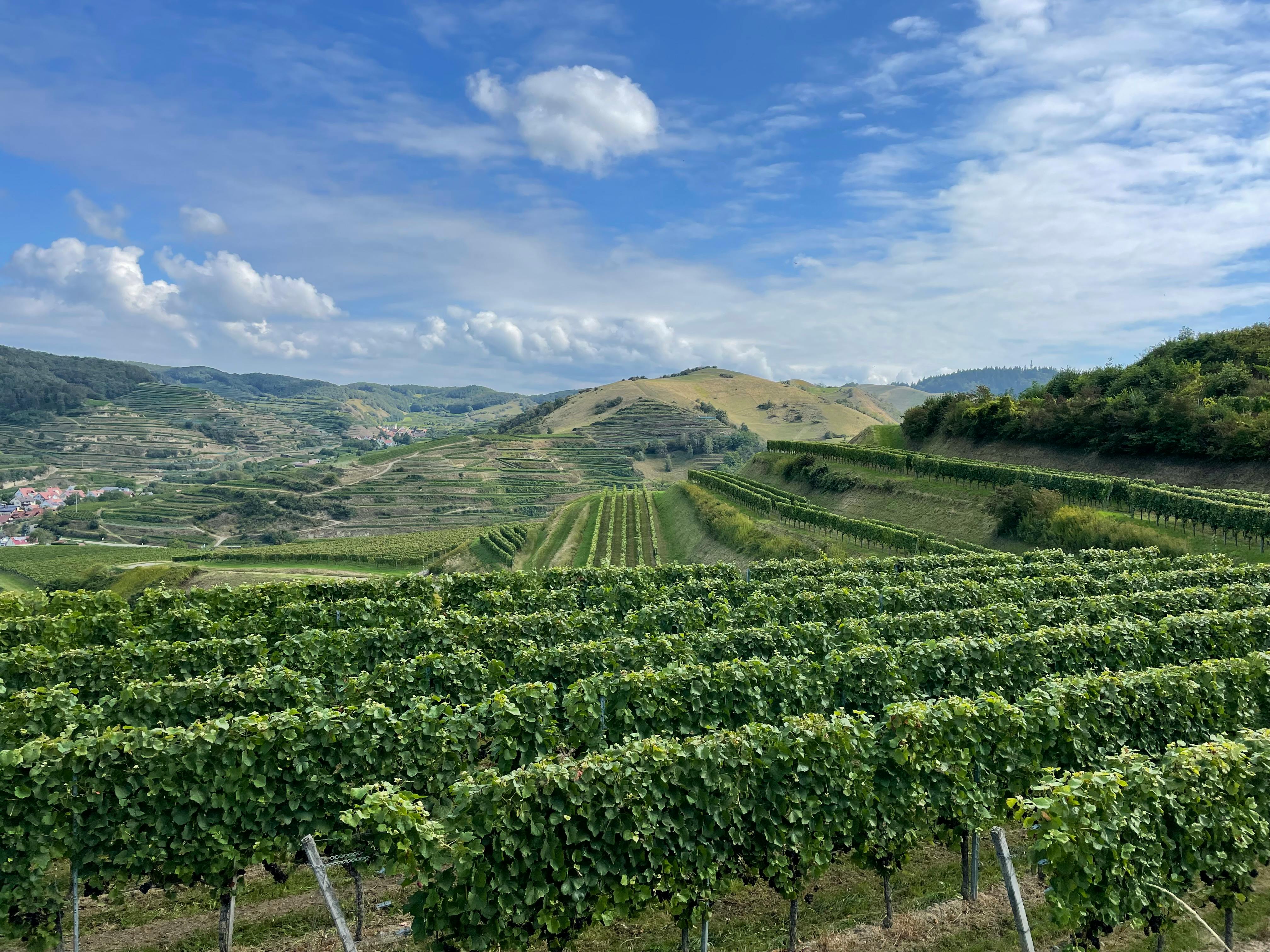 A Weekend Escape to Northern California Wine Country