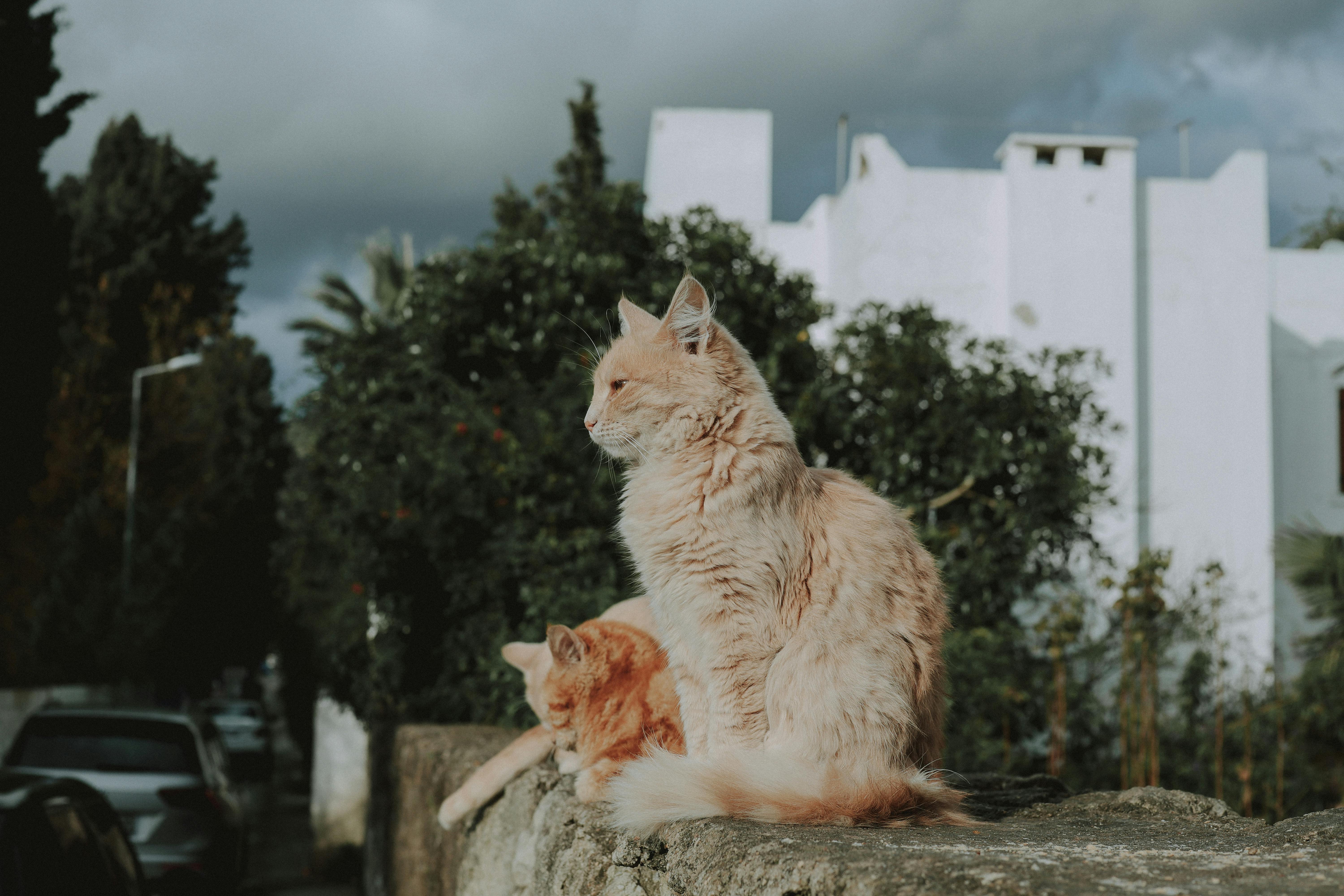 Maine Coon Kittens for Sale from Home-Based Amore Cattery in California